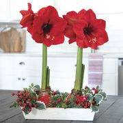 Holly Berry Red Lion Waxed Amaryllis Bulb Centerpiece Thumb