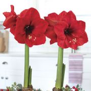 Holly Berry Red Lion Waxed Amaryllis Bulb Centerpiece Alternate Image 1