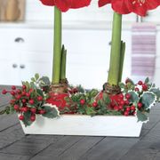 Holly Berry Red Lion Waxed Amaryllis Bulb Centerpiece Alternate Image 2