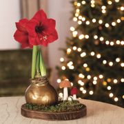 Fairy Garden Waxed Amaryllis Bulb Gift Set Thumb