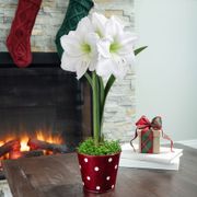 Cheerful Winter Wedding Dance Amaryllis Flower Thumb