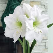 Cheerful Winter Wedding Dance Amaryllis Flower Alternate Image 1
