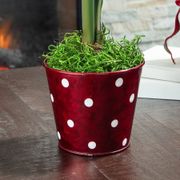 Cheerful Winter Wedding Dance Amaryllis Flower Alternate Image 2