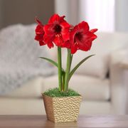 Season's Greetings Single Miracle Potted Amaryllis Bulb Gift Thumb