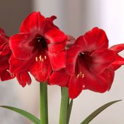 Season's Greetings Single Miracle Potted Amaryllis Bulb Gift Alternate Image 1