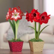 Season's Greetings Single Miracle Potted Amaryllis Bulb Gift Alternate Image 2