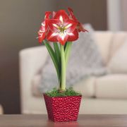 Holiday Cheer Single Minerva Potted Amaryllis Bulb Gift Thumb