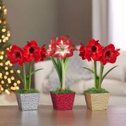 Holiday Cheer Single Minerva Potted Amaryllis Bulb Gift Alternate Image 2