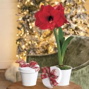 Amaryllis Gift Set Red Lion Flower Bulb Thumb