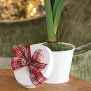 Amaryllis Gift Set Red Lion Flower Bulb Alternate Image 2