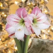 Amaryllis Gift Set Apple Blossom Flower Bulb Alternate Image 1