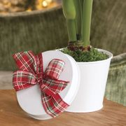 Amaryllis Gift Set Apple Blossom Flower Bulb Alternate Image 2