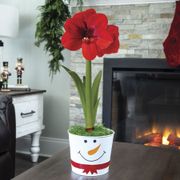 Winter Folly Single Ferrari Amaryllis Flower Thumb