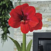 Winter Folly Single Ferrari Amaryllis Flower Alternate Image 1