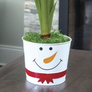 Winter Folly Single Ferrari Amaryllis Flower Alternate Image 2