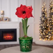 Winter Delight Single Red Lion Potted Amaryllis Bulb Gift Thumb