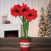 Sweet Memories Single Red Lion Amaryllis Flower Thumb