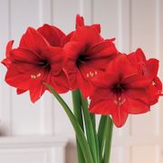 Sweet Memories Single Red Lion Amaryllis Flower Alternate Image 1