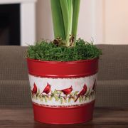 Sweet Memories Single Red Lion Amaryllis Flower Alternate Image 2