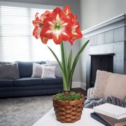 Holiday Charm Single Minerva Amaryllis Flower Thumb