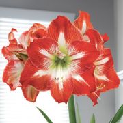 Holiday Charm Single Minerva Amaryllis Flower Alternate Image 1