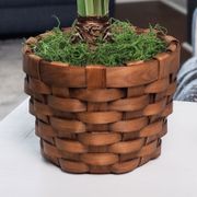 Holiday Charm Single Minerva Amaryllis Flower Alternate Image 2