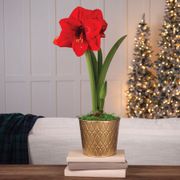 Classic Holiday Single Red Lion Amaryllis Flower Thumb
