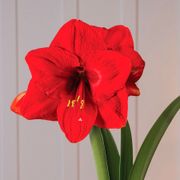 Classic Holiday Single Red Lion Amaryllis Flower Alternate Image 1