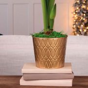 Classic Holiday Single Red Lion Amaryllis Flower Alternate Image 2