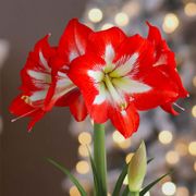 Merry and Bright Single Cocktail Potted Amaryllis Bulb Gift Alternate Image 1