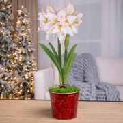 Winter Radiance Single Harlequin Amaryllis Flower Thumb