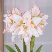 Winter Radiance Single Harlequin Amaryllis Flower Alternate Image 1