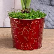 Winter Radiance Single Harlequin Amaryllis Flower Alternate Image 2