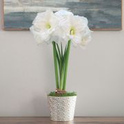 Golden Dreams Single Alfresco Amaryllis Flower Thumb