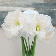 Golden Dreams Single Alfresco Amaryllis Flower Alternate Image 1