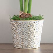 Golden Dreams Single Alfresco Amaryllis Flower Alternate Image 2