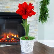 Joyous Season Single Red Peacock Amaryllis Flower Thumb