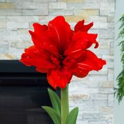 Joyous Season Single Red Peacock Amaryllis Flower Alternate Image 1