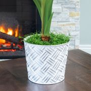 Joyous Season Single Red Peacock Amaryllis Flower Alternate Image 2