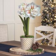 Lavish Winter Single Double Nymph Amaryllis Flower Thumb