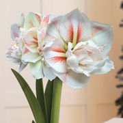 Lavish Winter Single Double Nymph Amaryllis Flower Alternate Image 1