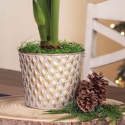 Lavish Winter Single Double Nymph Amaryllis Flower Alternate Image 2