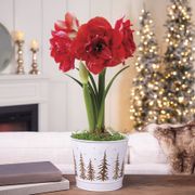 Splendid Season Single Cherry Nymph Amaryllis Flower Thumb