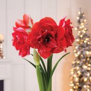 Splendid Season Single Cherry Nymph Amaryllis Flower Alternate Image 1
