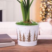 Splendid Season Single Cherry Nymph Amaryllis Flower Alternate Image 2