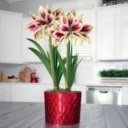 Majestic Star Double Papilio Amaryllis Flower Thumb