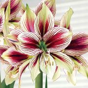 Majestic Star Double Papilio Amaryllis Flower Alternate Image 1