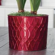 Majestic Star Double Papilio Amaryllis Flower Alternate Image 2