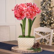 Winter Formal Double Dream Amaryllis Flower Thumb