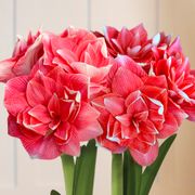 Winter Formal Double Dream Amaryllis Flower Alternate Image 1